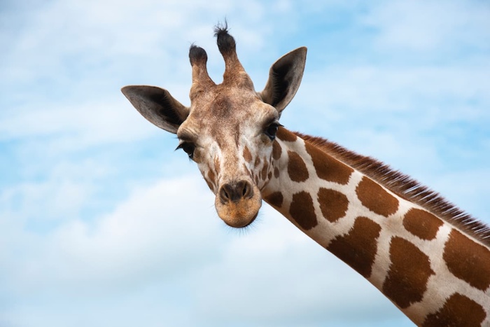 ZOO Visit